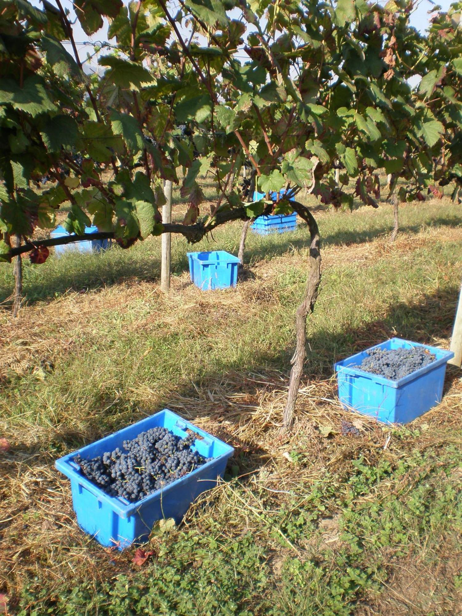 1720 Quinta Da Cancela - Winery & Farmhouse ギマランイス エクステリア 写真